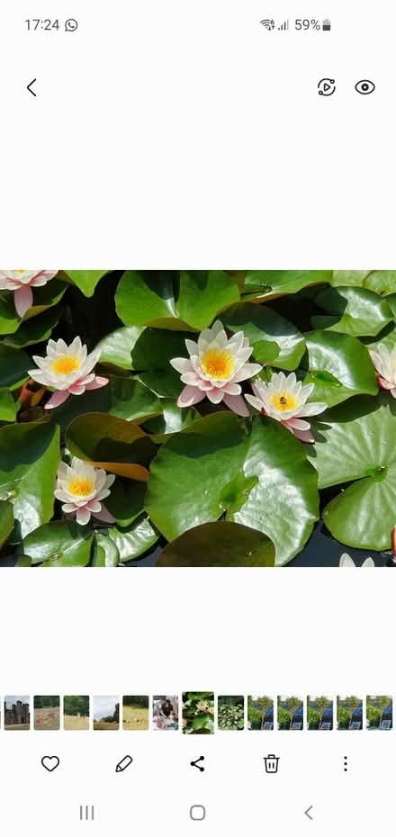 Photo of free Pond lily/plants (South Chailey Lewes) #2