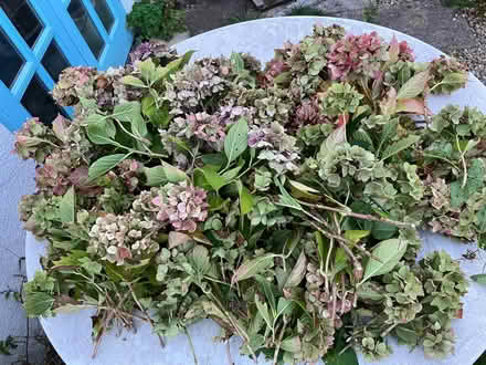 Photo of free Hydrangea prunings (Downend GL6) #1