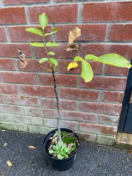 Photo of free Walnut tree (Waterlooville PO7) #1