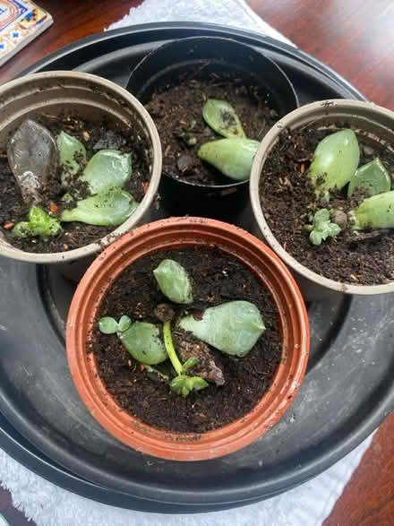 Photo of free Echeveria Succulent (in jar & new) (N14 Oakwood Park) #3