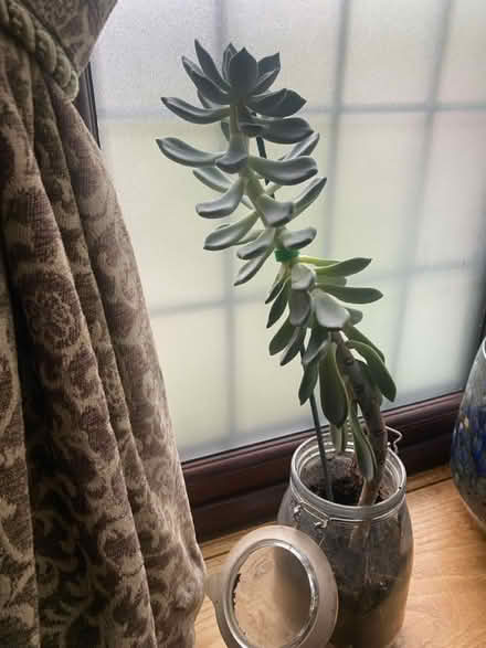 Photo of free Echeveria Succulent (in jar & new) (N14 Oakwood Park) #2