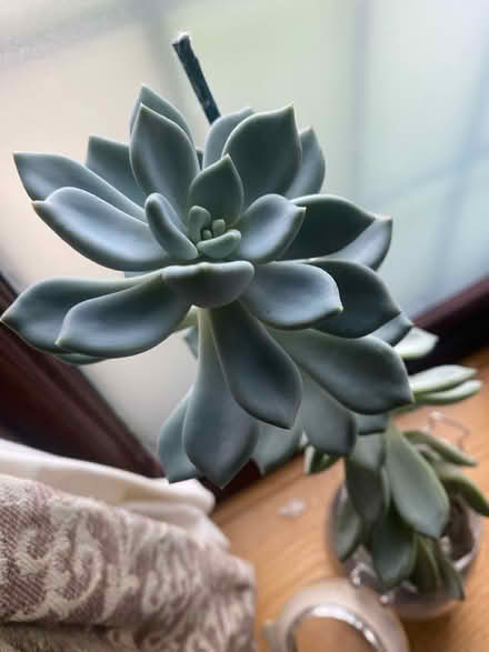 Photo of free Echeveria Succulent (in jar & new) (N14 Oakwood Park) #1
