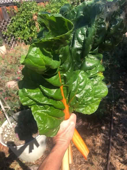Photo of free Rainbow chard (Cambrian) #1