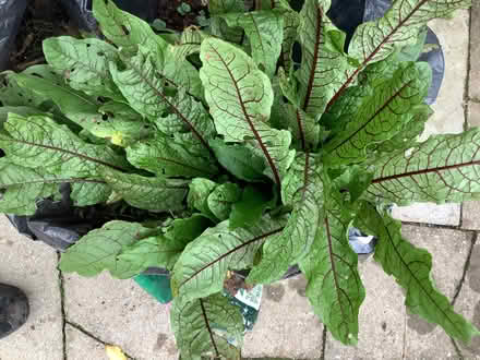 Photo of free Sorrel plant (Caton LA2) #1