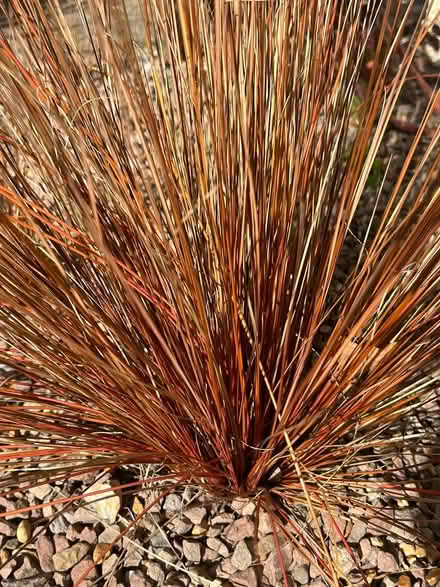 Photo of free Carex bronze grass (Waterlooville PO7) #1