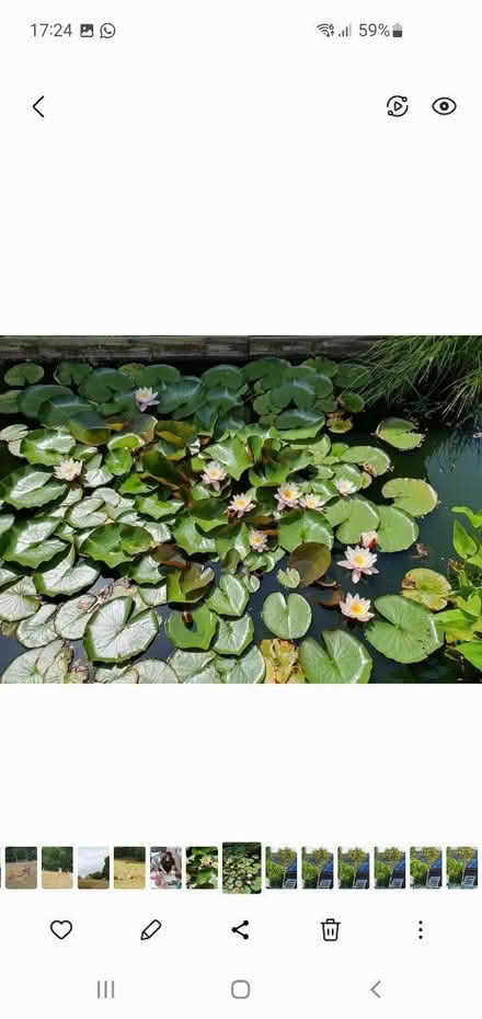 Photo of free Pond lily/plants (South Chailey Lewes) #1