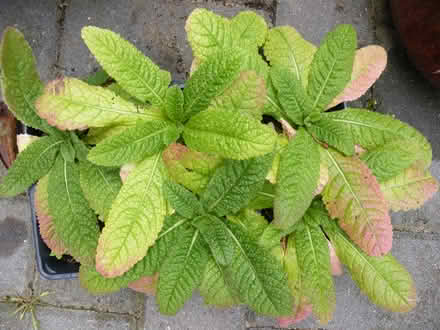 Photo of free Teasels (Wigston) #2