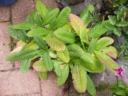Photo of free Teasels (Wigston) #1