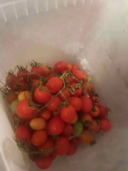 Photo of free Tomatoes Red (Loughborough LE11) #1