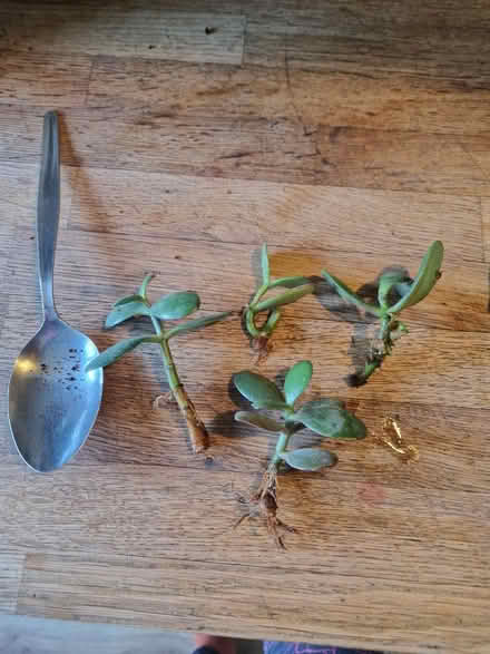 Photo of free Rooted house plants (Gracemount EH16) #1