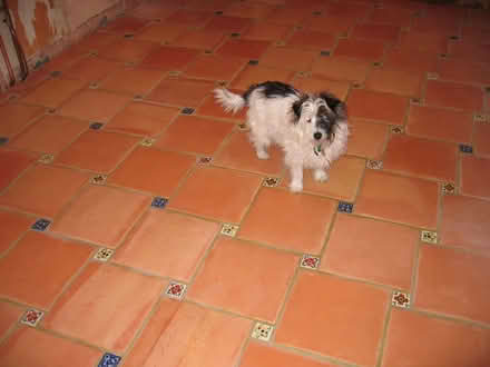 Photo of free Terracotta floor tiles (West Haddon NN6) #4