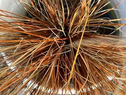 Photo of free Carex bronze grass (Waterlooville PO7) #4