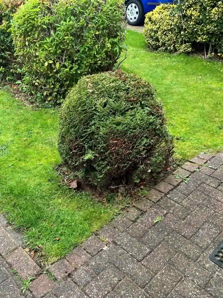 Photo of free Fern Bush for garden (Mickleover DE3) #1