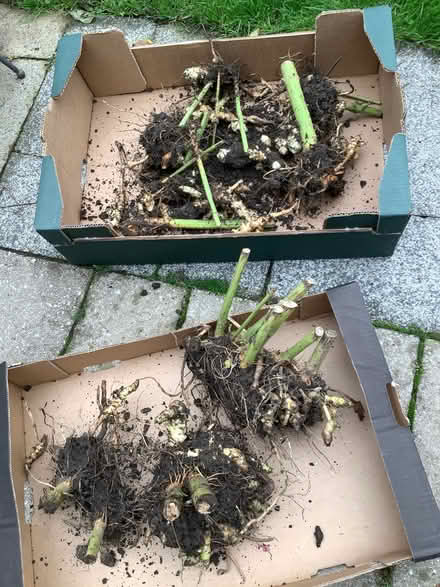 Photo of free Jerusalem Artichoke (Caton LA2) #1