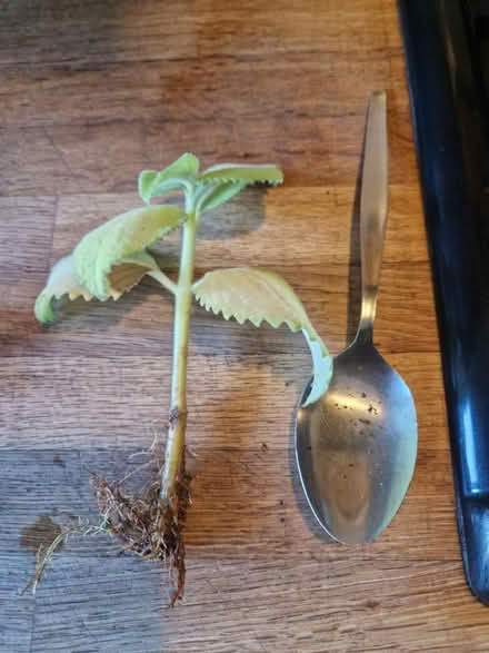 Photo of free Rooted house plants (Gracemount EH16) #2