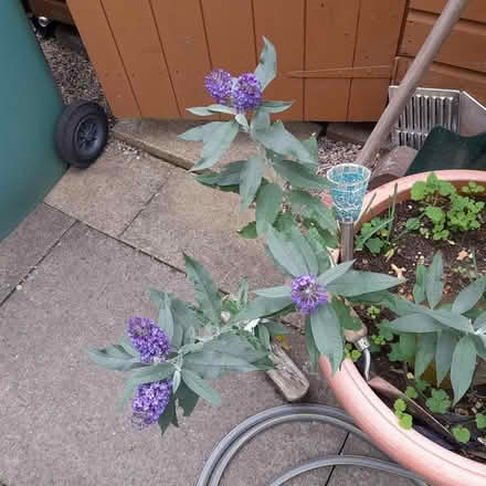 Photo of free Small buddleia plant (ST17 Baswich, Stafford) #1