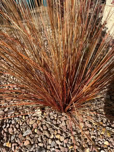 Photo of free Carex bronze grass (Waterlooville PO7) #2
