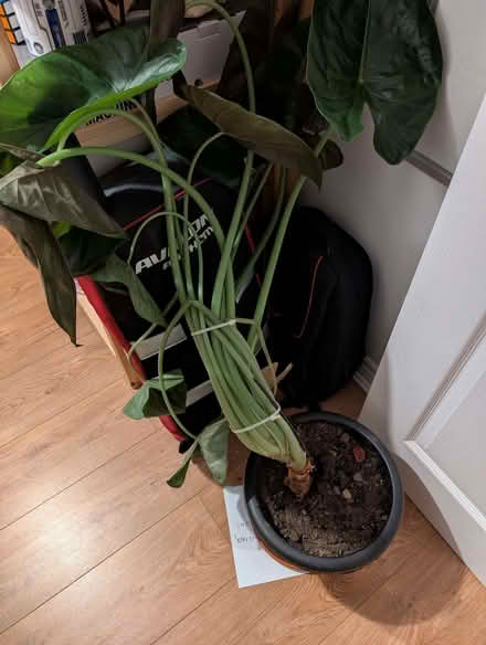 Photo of free Houseplant (Murton SR7) #1