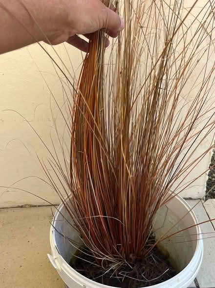 Photo of free Carex bronze grass (Waterlooville PO7) #3