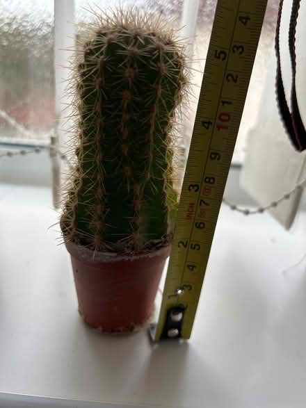 Photo of free Miniature cacti (Chapel allerton LS7) #2