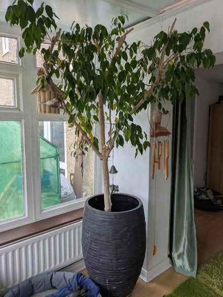Photo of free Large indoor plant (TN24) #1