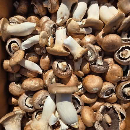 Photo of free Mushrooms (Chiquita Av MtnVw) #1