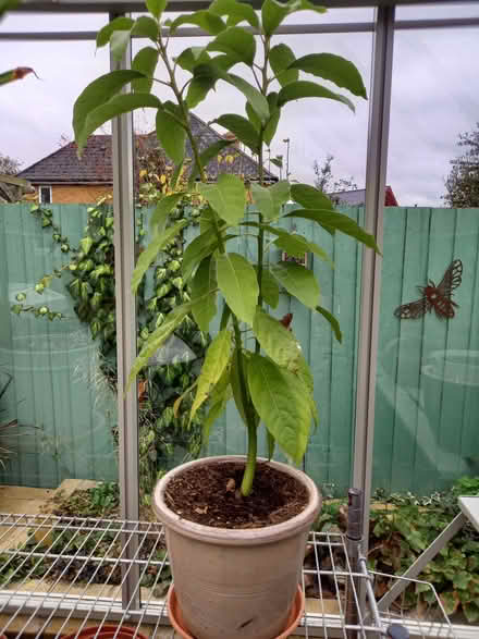 Photo of free Avocado plant (Penarth CF64) #1
