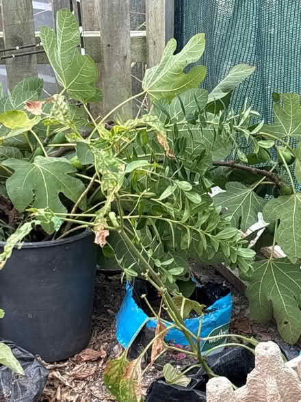 Photo of free Hebe (Eastbourne BN20) #1