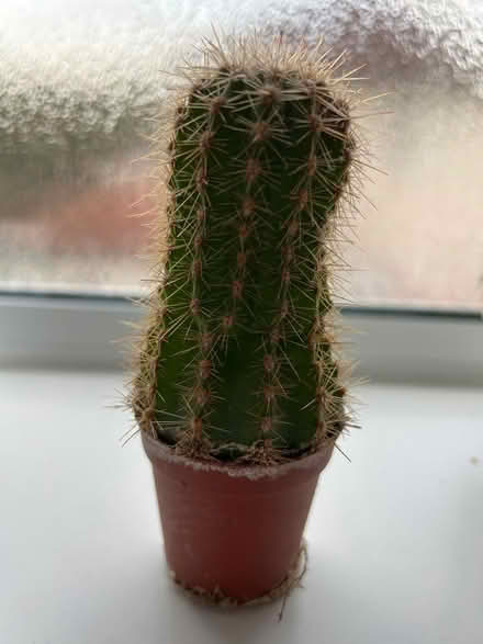 Photo of free Miniature cacti (Chapel allerton LS7) #1