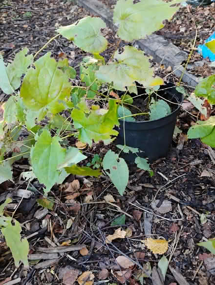 Photo of free Epimedium plants (Seafield EH7) #1