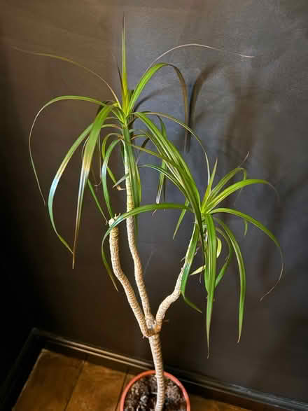 Photo of free house plant (Oulton broad) #3