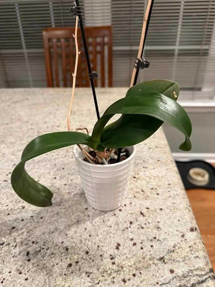 Photo of free Orchid and Pot (Somerset, NJ) #2