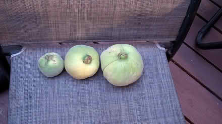 Photo of free Quince fruit (Cuesta Park neighborhood) #2