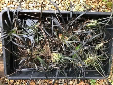 Photo of free Ophiopogon - short black grass (Lewes BN7) #1