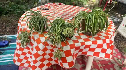 Photo of free Three potted spider plants (East Somerville) #1