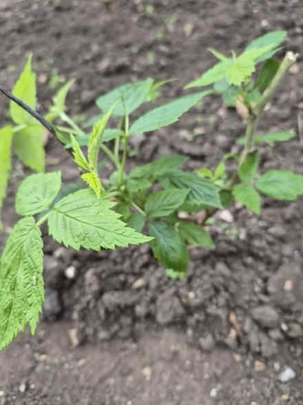 Photo of free Raspberry bushes (Norcot RG30) #2