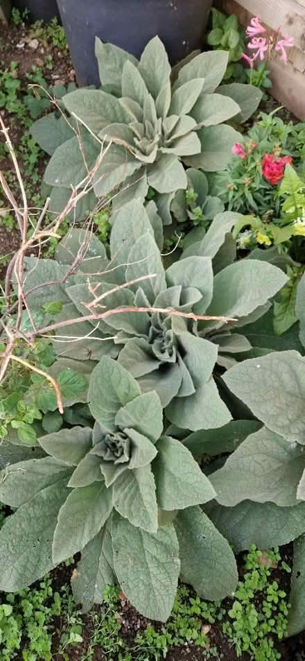 Photo of free Mulleins (Upper Wellsway) #1