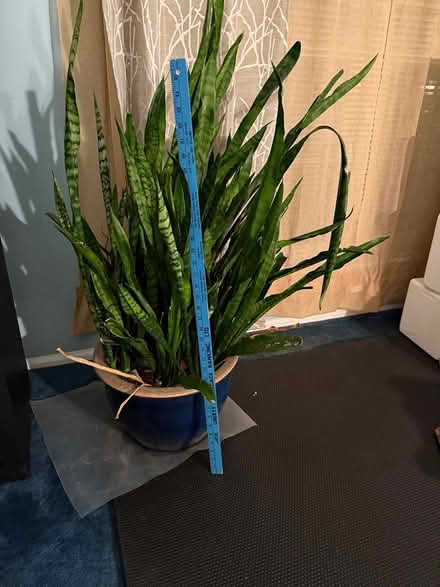 Photo of free snake plant, including pot (Somerset, NJ) #2