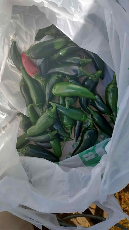 Photo of free Jalapeno peppers (Montgomery) #1