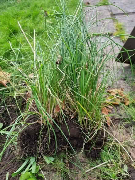 Photo of free Clump of chives (Sale M33) #1