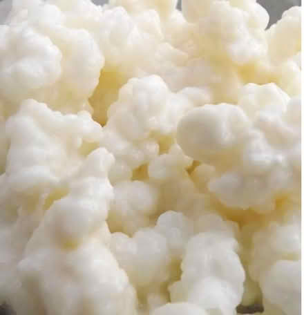 Photo of free Small amount of Kefir grains to get you started (Fiveways BN1) #1