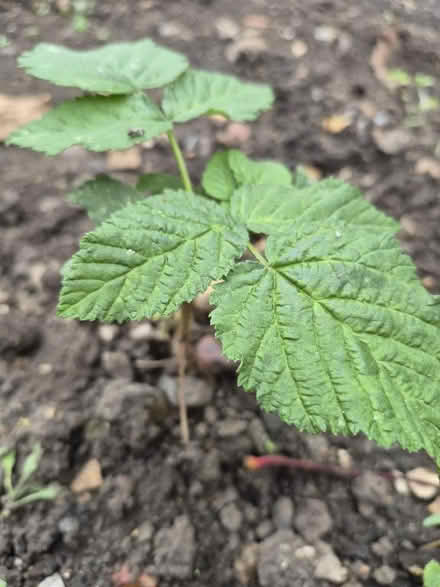 Photo of free Raspberry bushes (Norcot RG30) #1