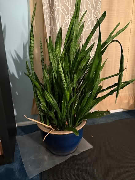 Photo of free snake plant, including pot (Somerset, NJ) #1