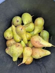 Photo of free More faller pears (Caldecott OX14) #1