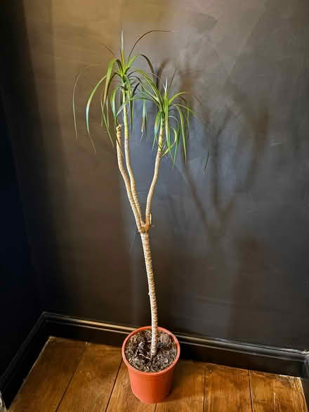 Photo of free house plant (Oulton broad) #1