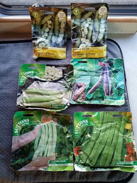 Photo of free Broad bean and runner bean seeds (Netherfield, Kendal LA9) #1