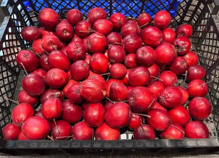 Photo of free Crab Apples (1.5 miles outside Cradley WR13) #2