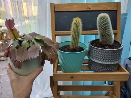 Photo of free Cactiles with pots (BA2) #1
