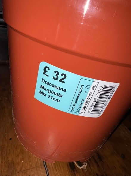 Photo of free house plant (Oulton broad) #2