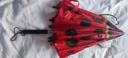 Photo of free ladybug umbrella (Walton) #2
